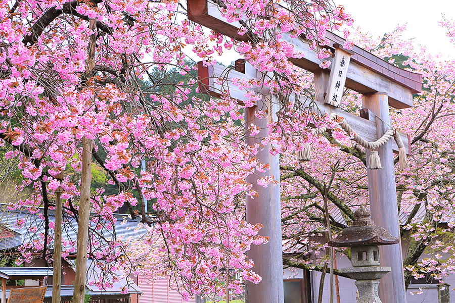春日神社の写真